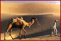 Desert Safari in Rajasthan